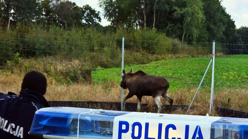 Policja i łoś na S11