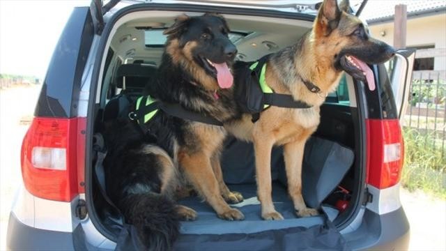 Podczas wyjazdów zagranicznych pies też musi mieć paszport