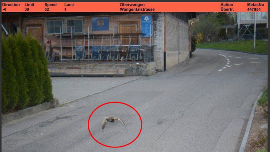 Kaczka „ustrzelona” przez fotoradar