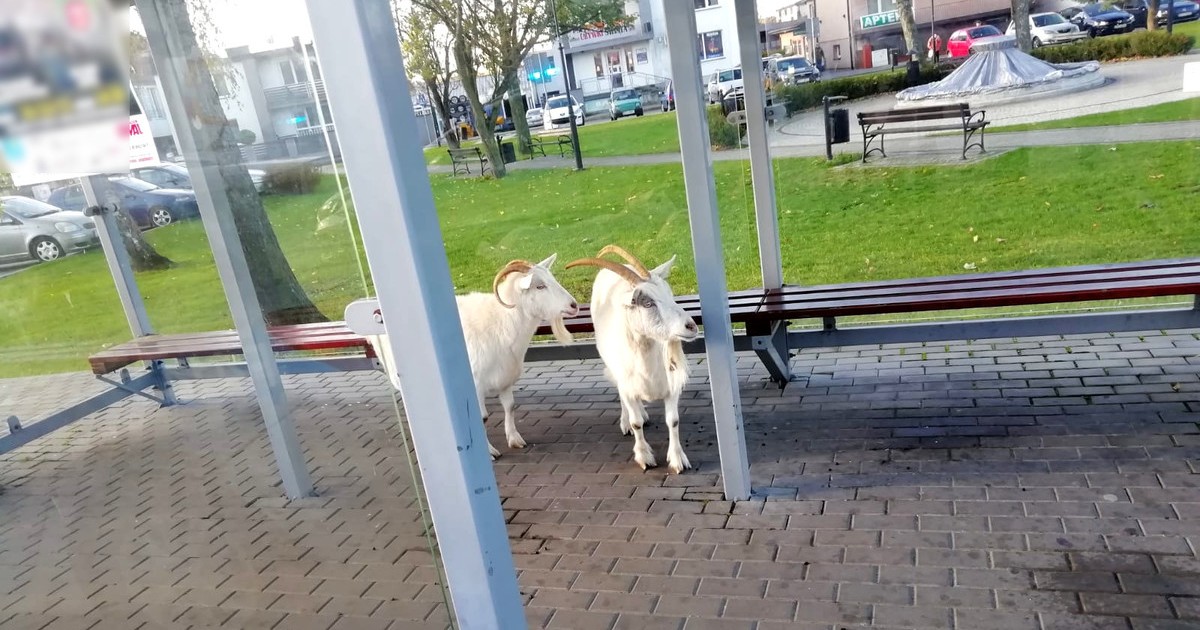 Kozy na przystanku w Rozprzy