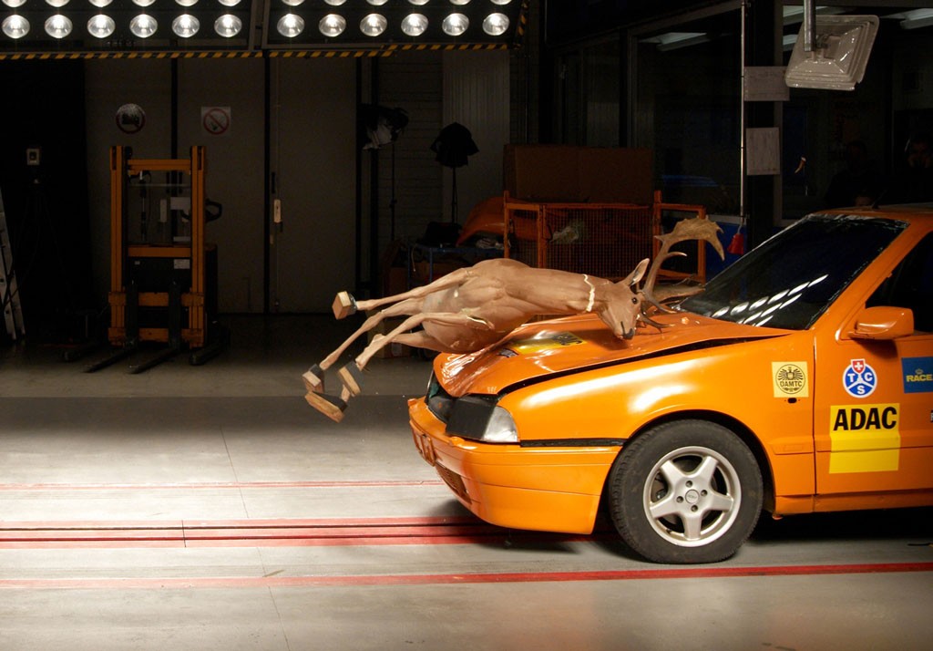 Zwierzę w starciu z autem