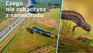 Traszka grzebieniasta — naturalny sposób na walkę z komarami i meszkami przy autostradzie A2