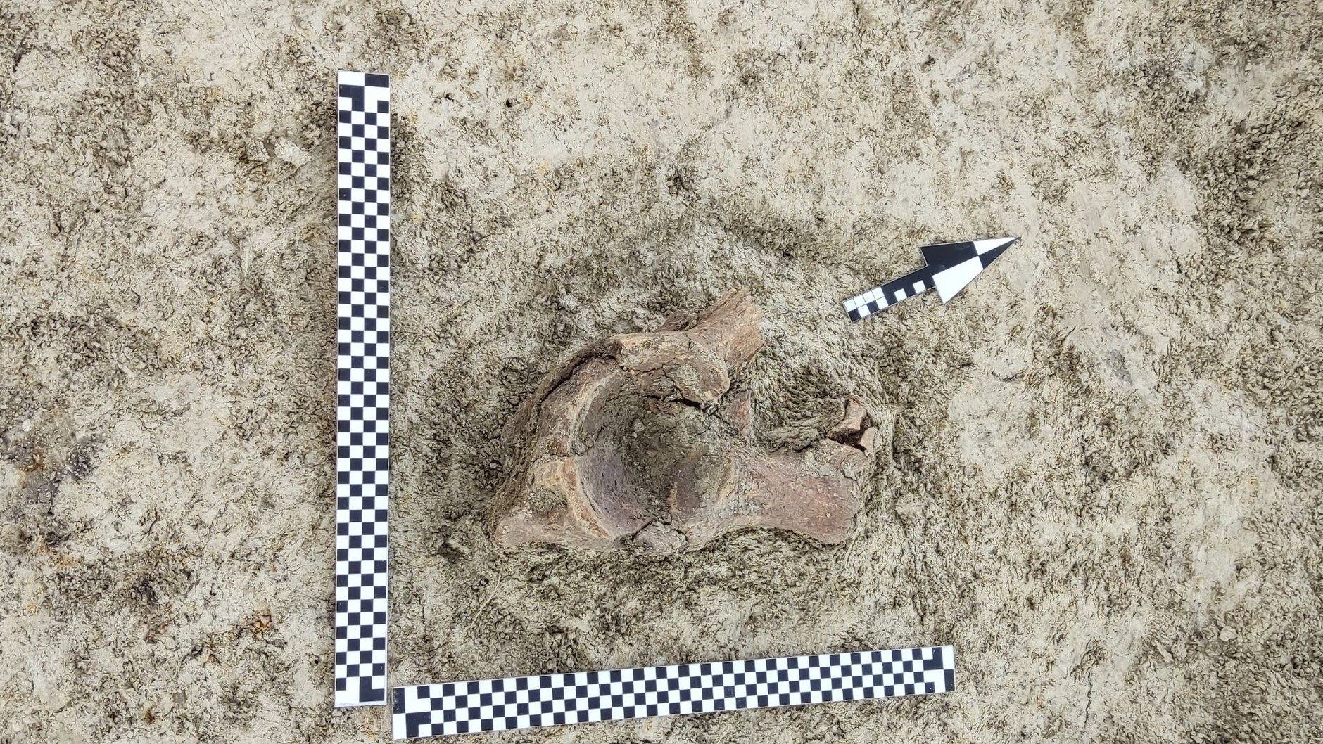 Nietypowe znaleziska na budowie S17