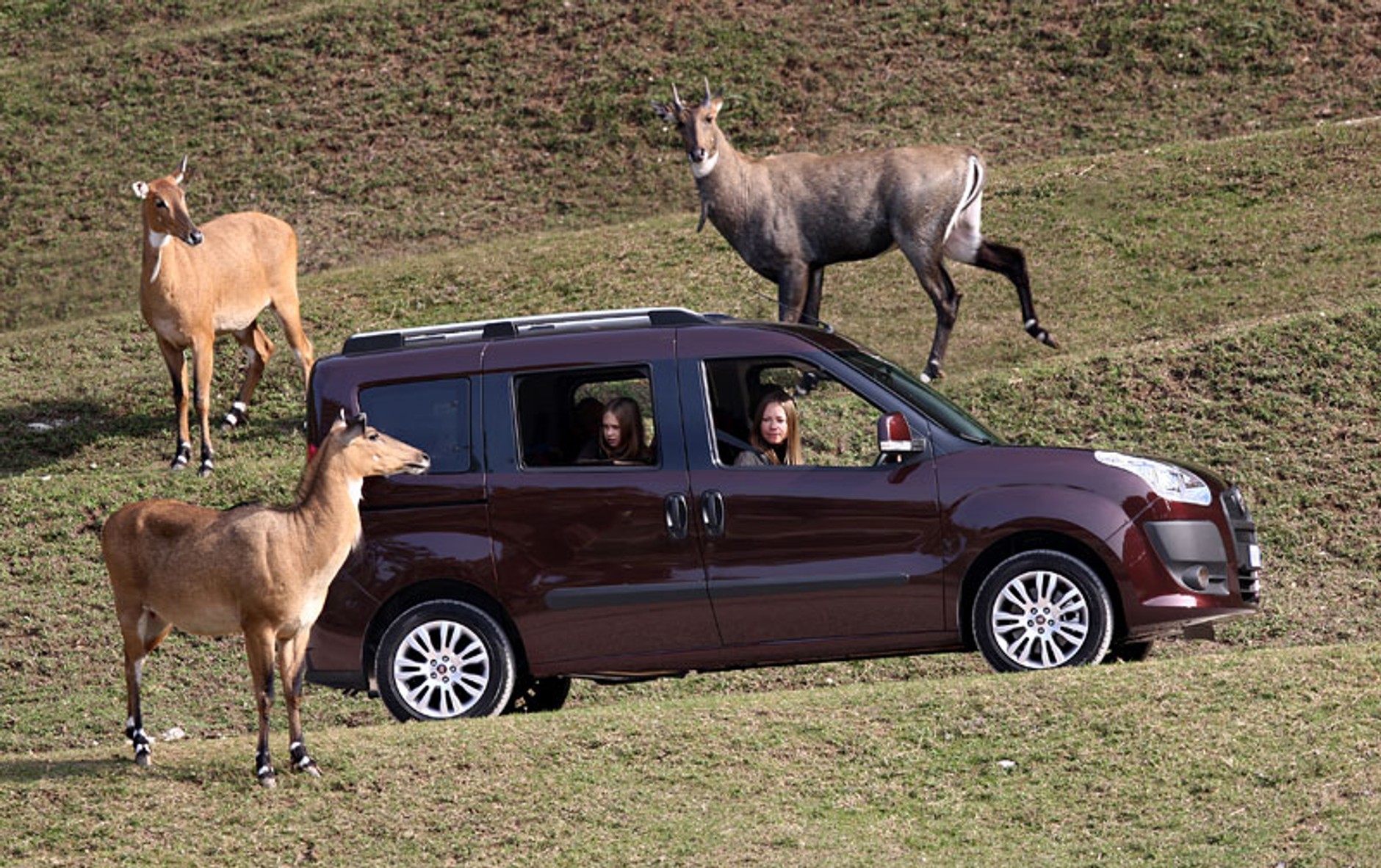 Fiat Doblo: dane techniczne i nowe zdjęcia