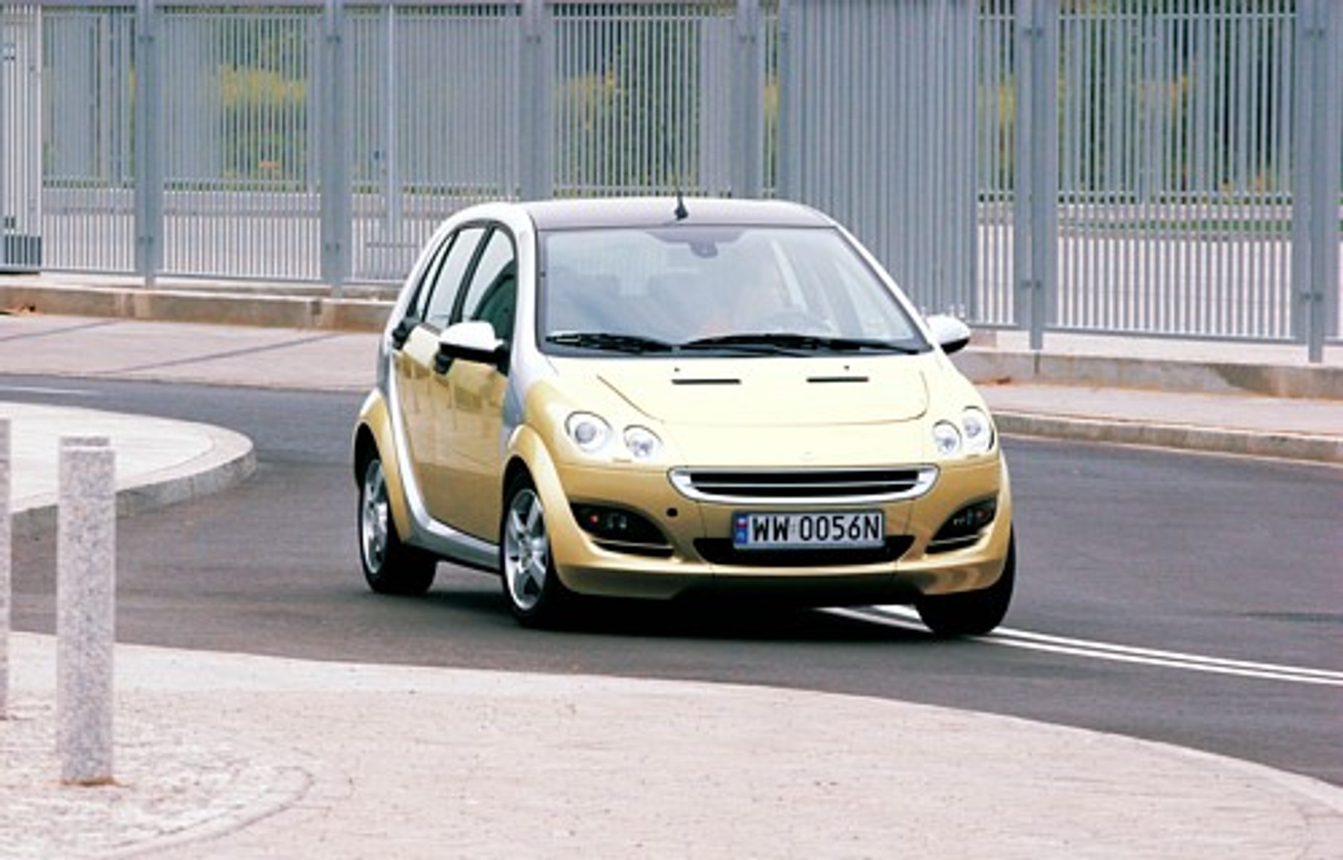 Wyrośnięty egzemplarz