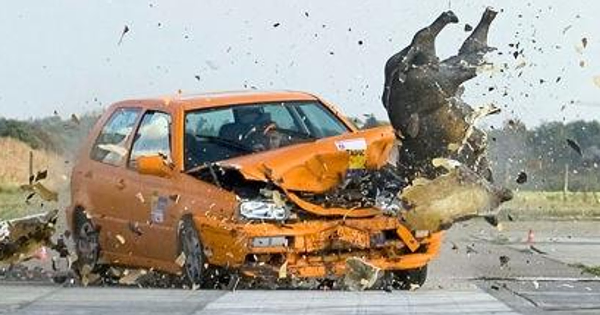 Dziki crashtest