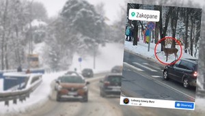 Sarna z gracją podeszła do pasów i spojrzała się na kierowcę. "Zaskakujące"