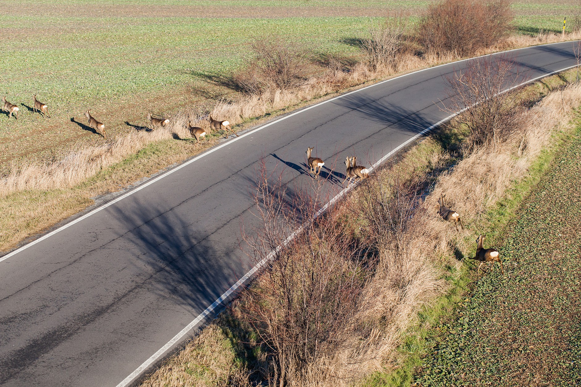 Zwierzęta, i to nie tylko na drodze