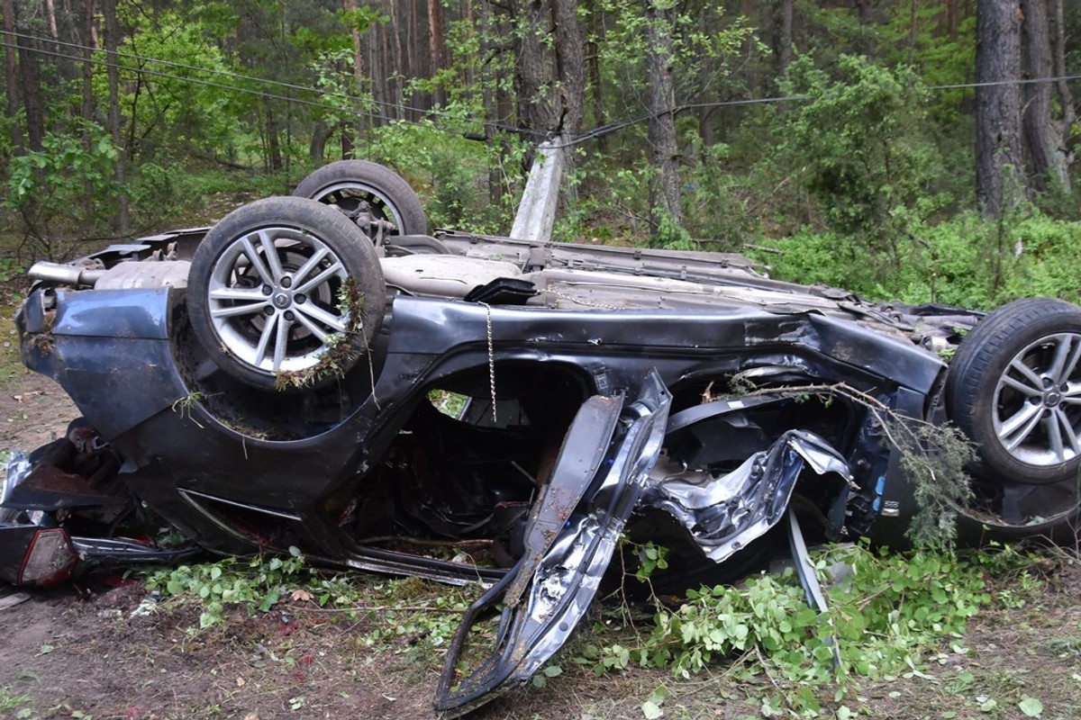 Zwierzę na drodze: omijać czy tylko hamować?