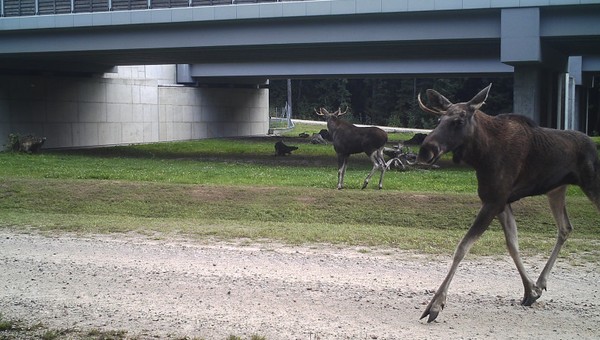 Łosie przy drodze ekspresowej - problem z przepustami dla zwierząt