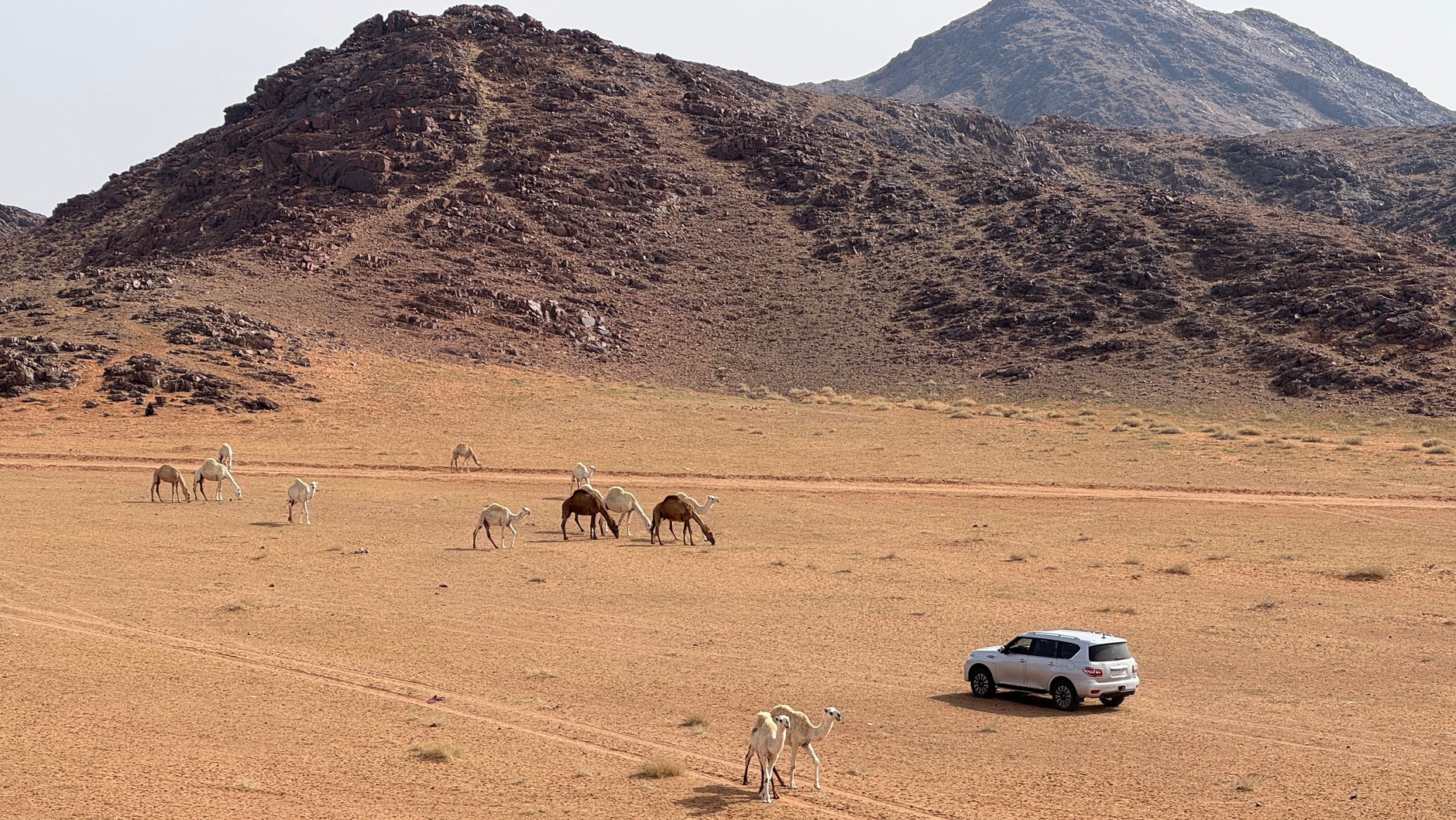 Toyota Land Cruiser 300 w Arabii Saudyjskiej