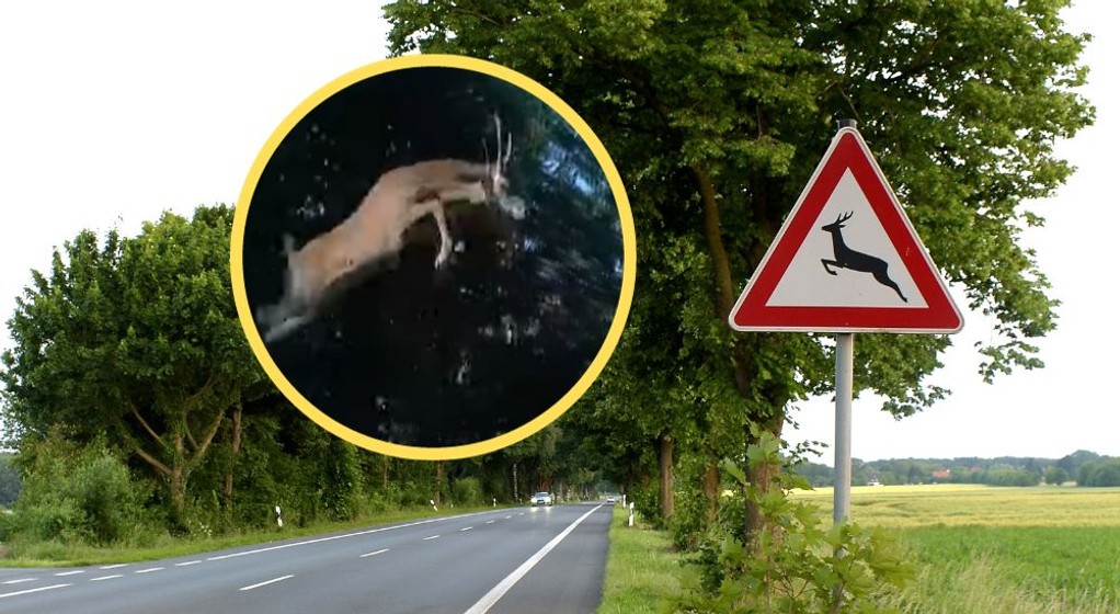 Zwierzę wyskoczyło tuż przed maską (zdj. YouTobe.com/Stop Cham)