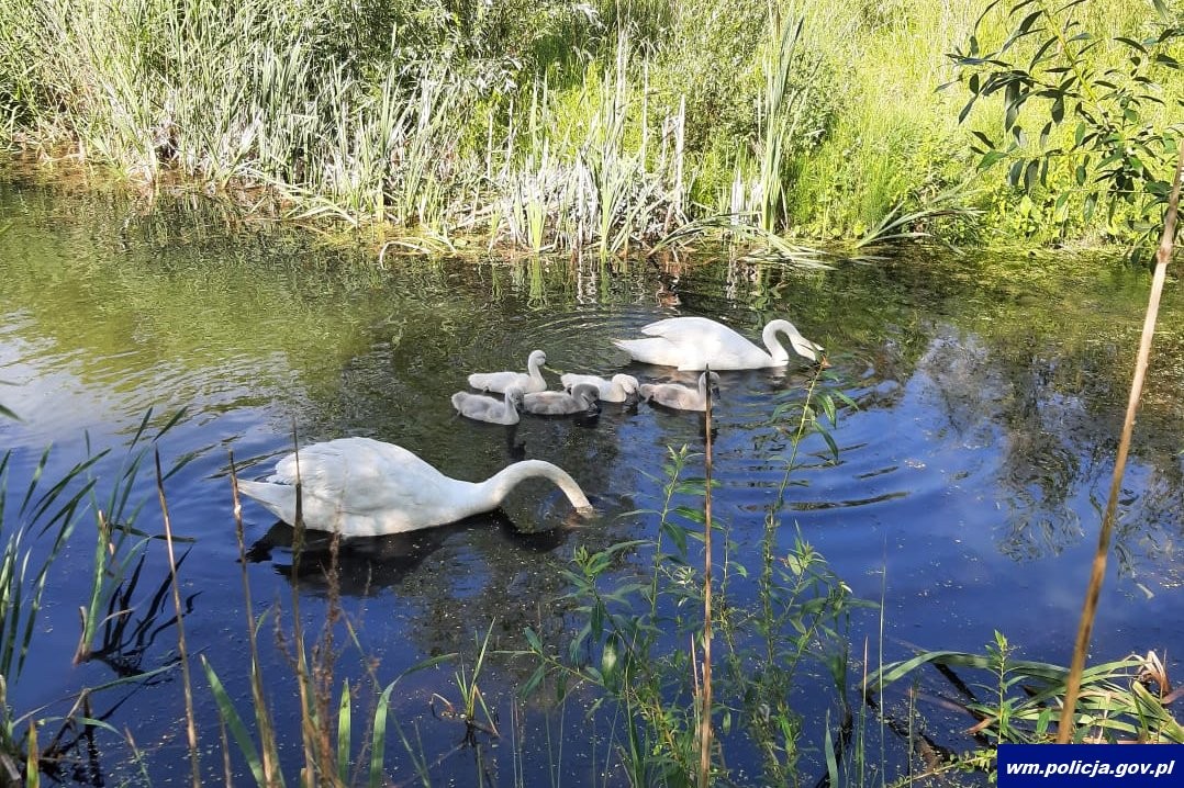 Łabędzie w Kętrzynie