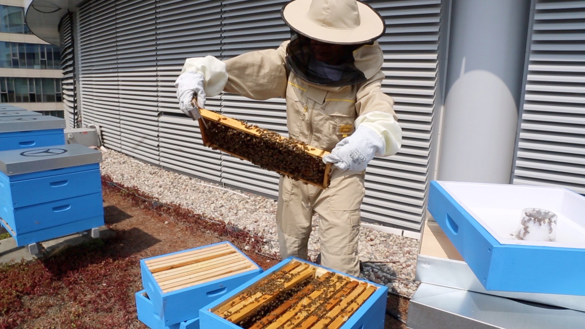 Pasieka na dachu siedziby Mercedes-Benz Polska. „Pracuje” tu ok. 300 tys. pszczół, a uzyskany miód jest dostępny w biurowych kuchniach. Projekt symbolizuje ideę odpowiedzialności za środowisko od produkcji do produktu.