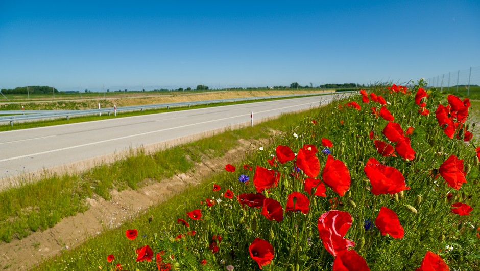 Łąki wokół autostrad