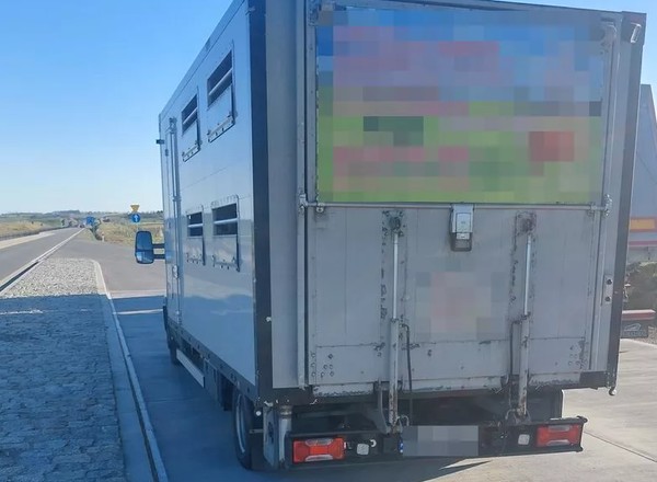 Już z daleka było wiadomo, że bus nie spełnia wymagań. Wszystko przez cielaki