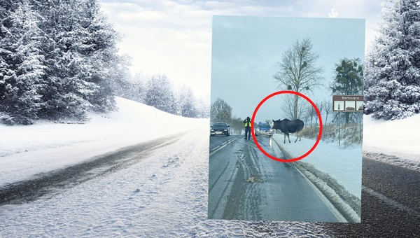Łoś zablokował ruch na DK 51. Skusiła go jedna rzecz. Na nic nie reagował