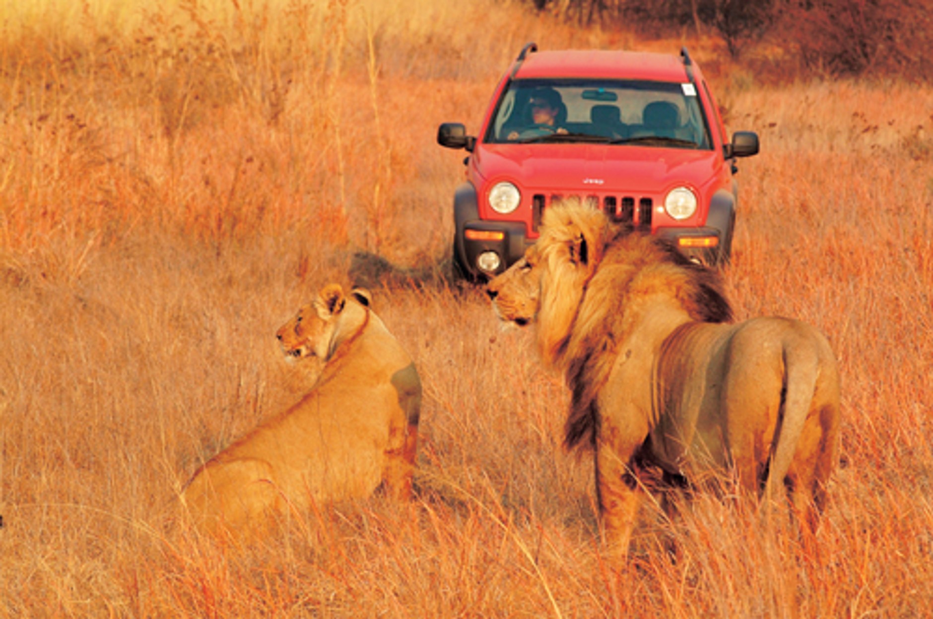 Zostań mistrzem off-roadu!