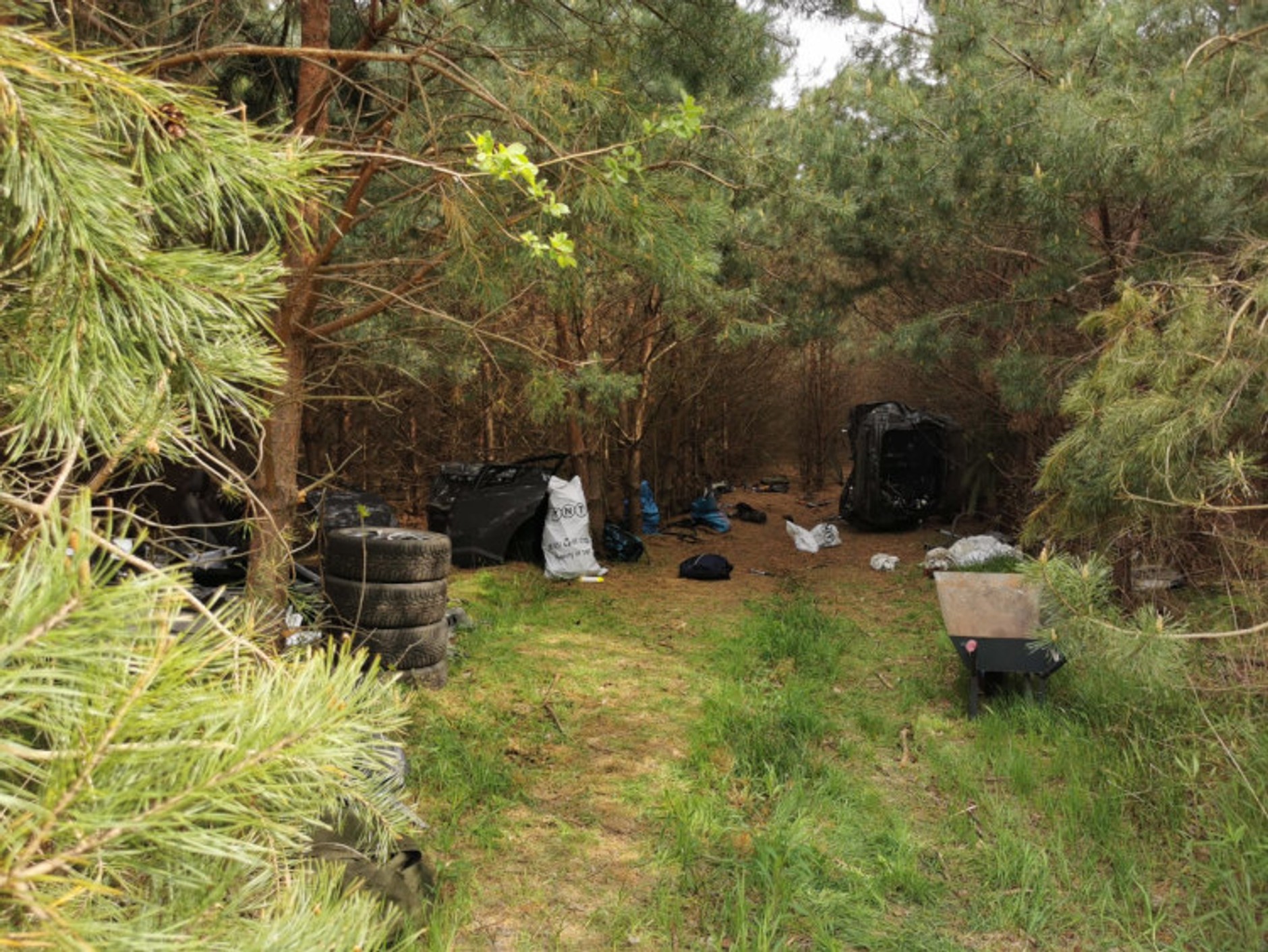 Dziupla samochodowa w środku lasu