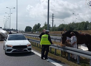 Koń na środku autostrady A4. Cudem nie doszło katastrofy