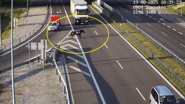 Spłoszony koń bez jeźdźca na drodze ekspresowej S19