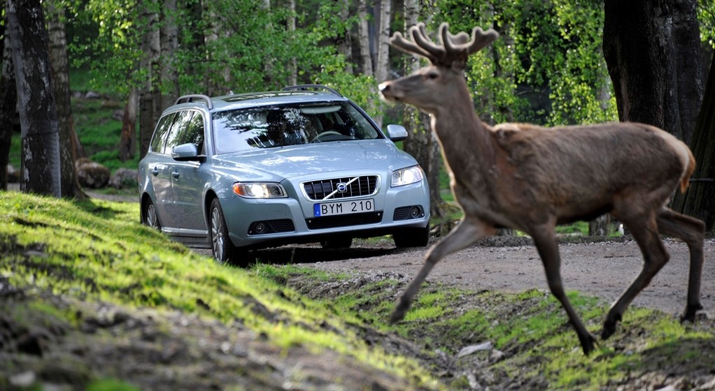 Samochody Volvo będą wykrywać zwierzęta