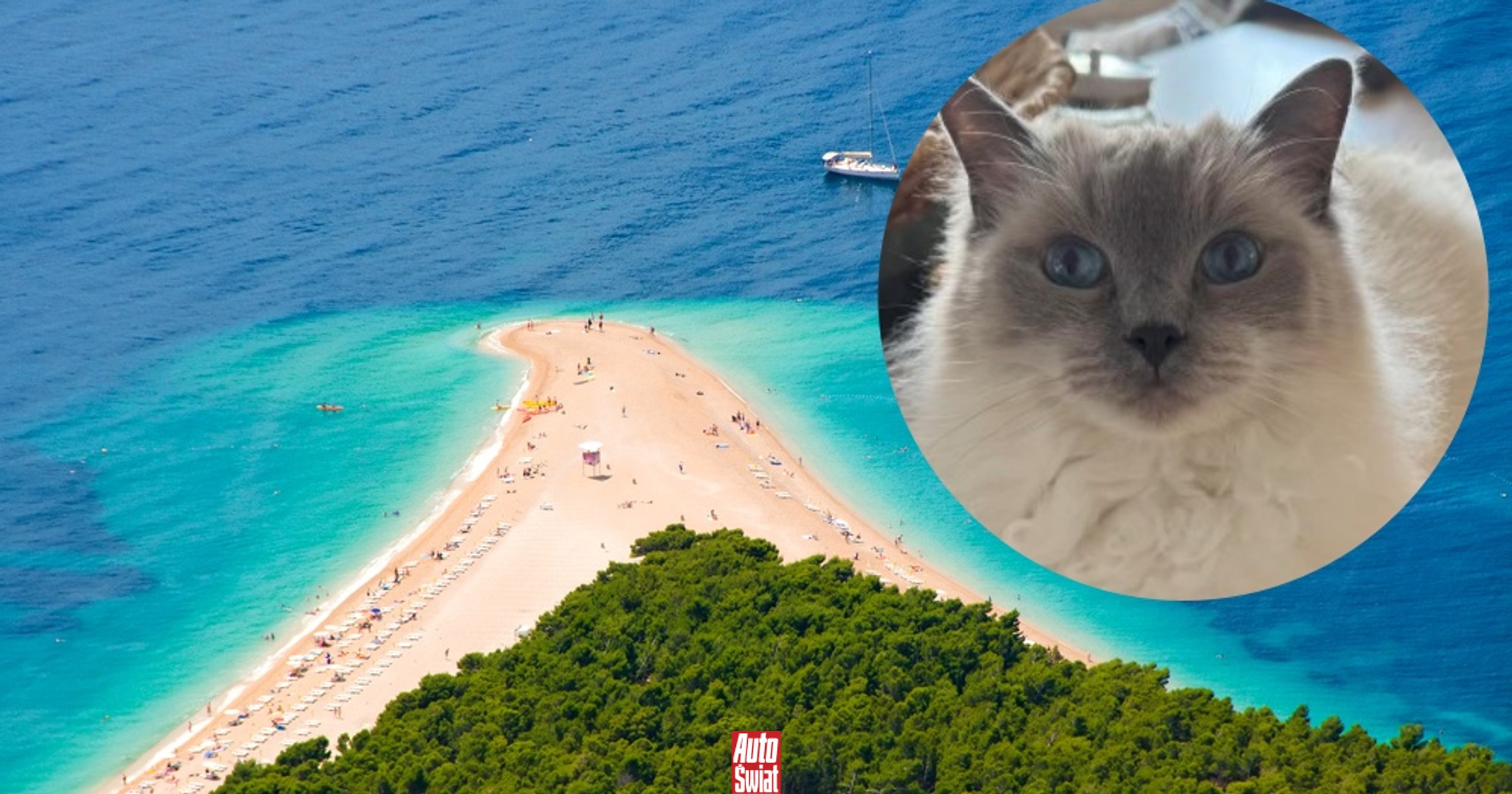 Oglądała "telewizję" i spadła z 4. piętra. Odnalazła się 1000 km dalej. Niewiarygodna przygoda kotki Blue