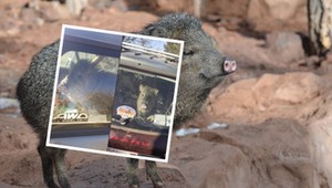Szeryf szybko odnalazł "skradzione" auto. Nie mógł uwierzyć, co było w środku