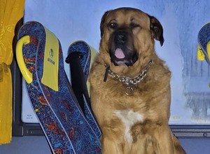 "Rozsiadł się na siedzeniu" w autobusie. W sprawie nietypowego pasażera musiała interweniować policja