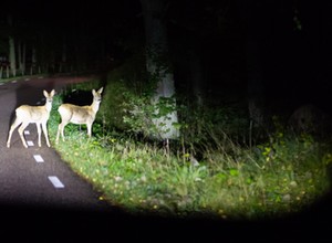 Uwaga na dzikie zwierzęta na drodze. Zachowuj szczególną czujność!