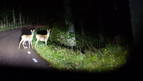 Uwaga na dzikie zwierzęta na drodze. Zachowuj szczególną czujność!