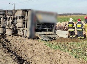 Ciężarówka przewróciła się na bok. Świnie wybiegły na drogę