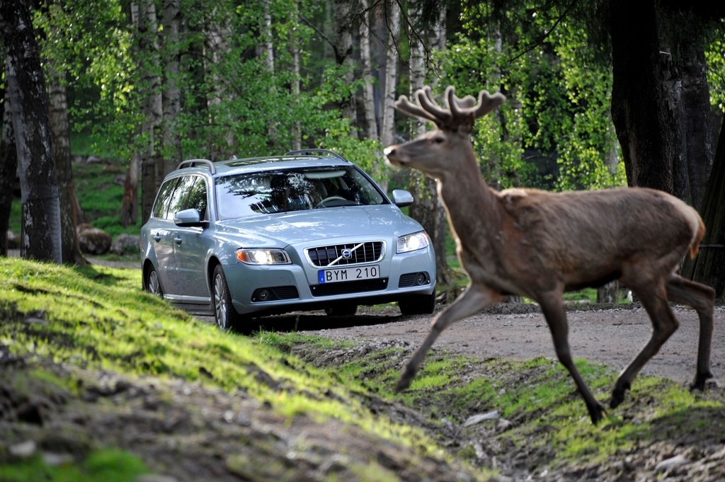 Samochody Volvo będą wykrywać zwierzęta