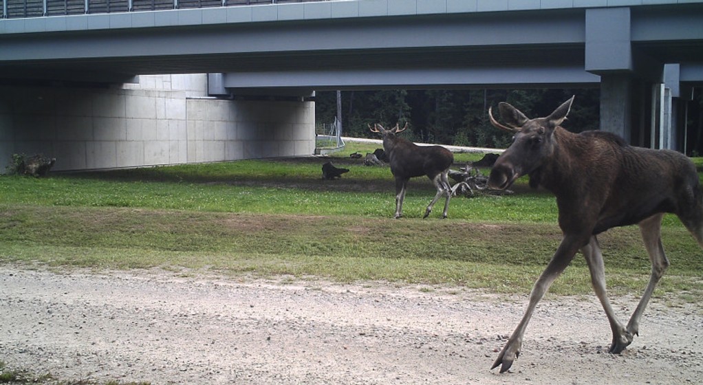 Łosie i przejścia dla zwierząt pod drogami