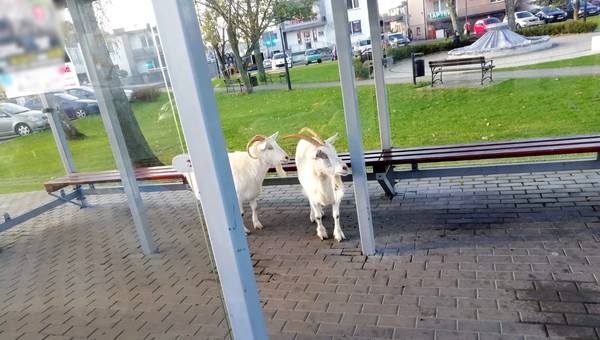 Kozy na przystanku "czekały na autobus". Gdy policjanci znaleźli właściciela, wszystko stało się jasne