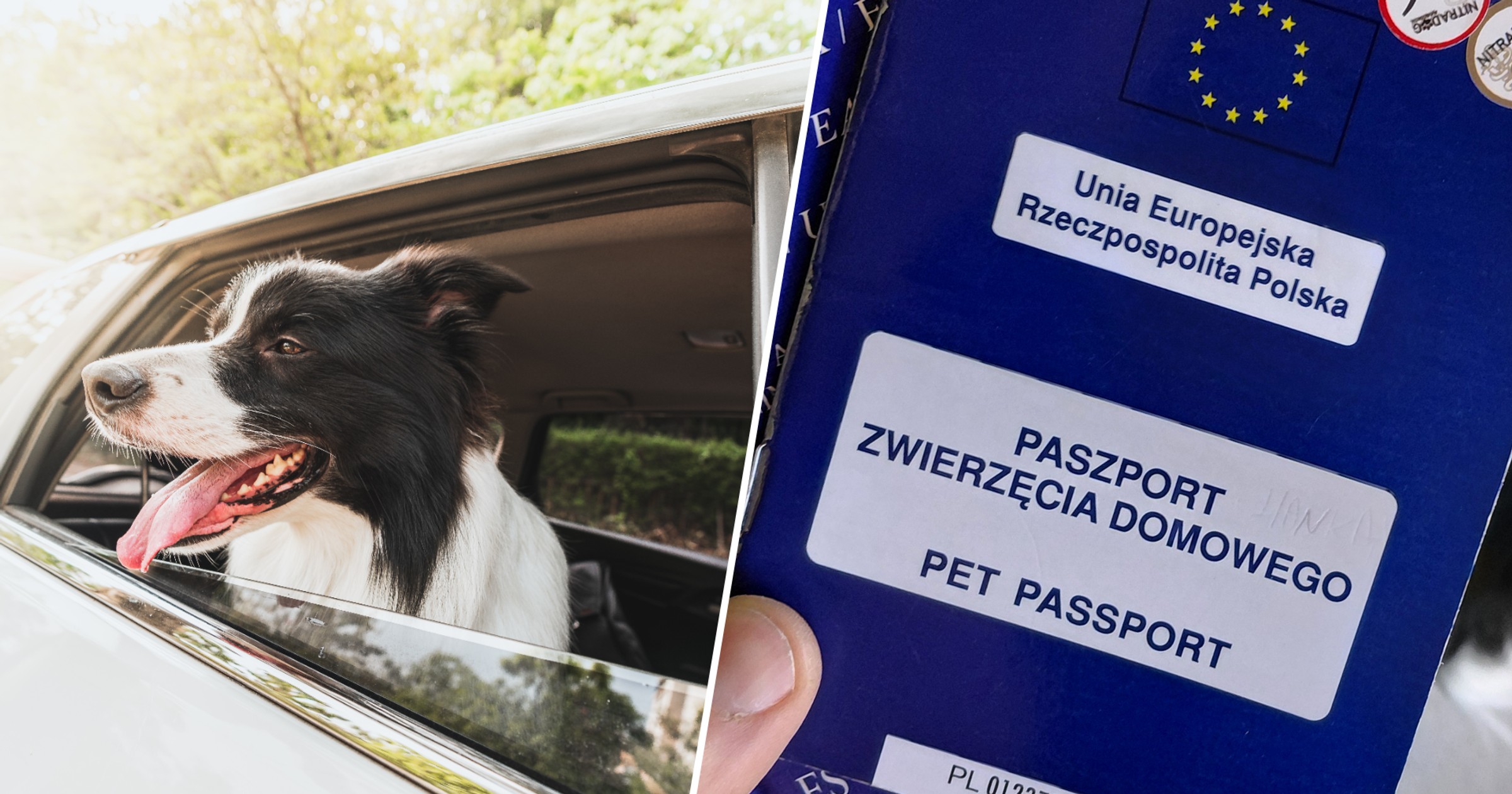 Wyjazd za granicę z psem? Bez paszporu nie ma co próbować!