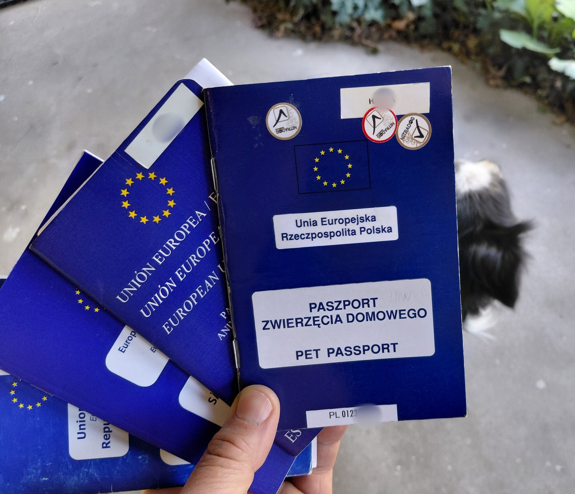 Unijne paszporty dla zwierząt domowych wydawane są przez uprawnionych lekarzy weterynarii. Tylko czasami wymagana jest ich legalizacja przez odpowiednie urzędy. 