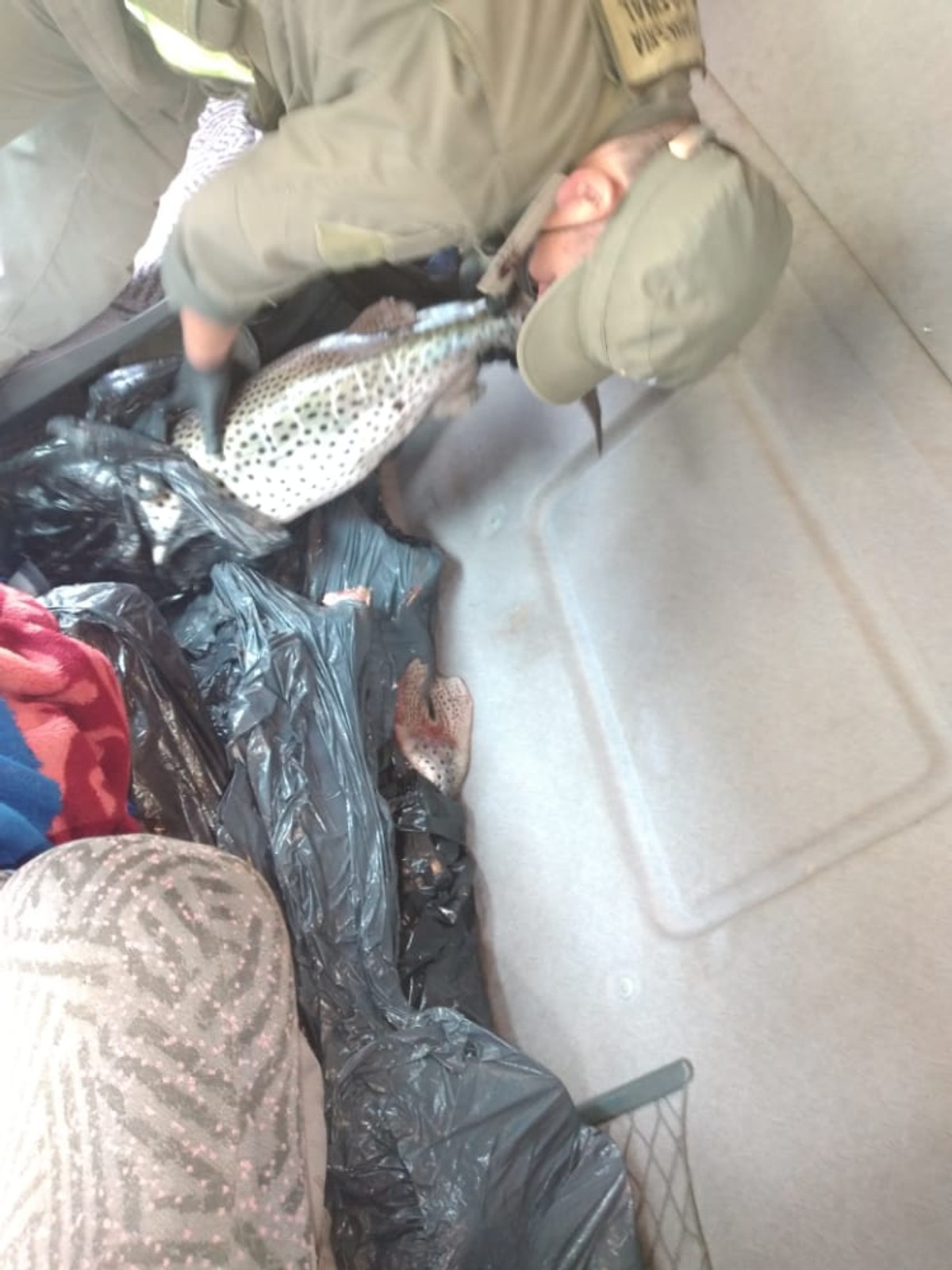 Wraz z materiałami budowlanymi wiózł nieleganie 99 ryb