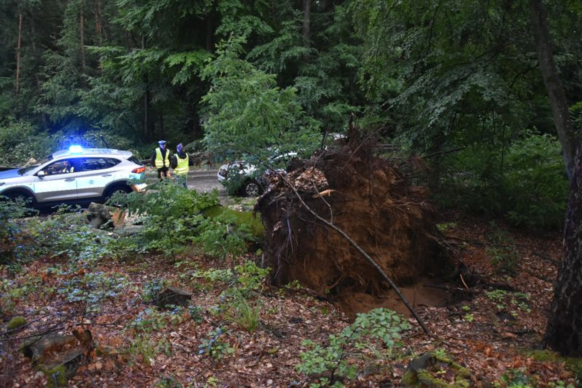 wypadek drzewo pocięty samochód
