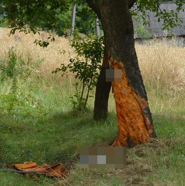 Wypadł na łuku drogi, zjechał na pobocze, wjechał w rów i uderzył w drzewo