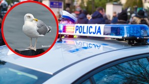 Policja miała łapać piratów drogowych. Nie przewidziała, że pojawią się "Mariany"