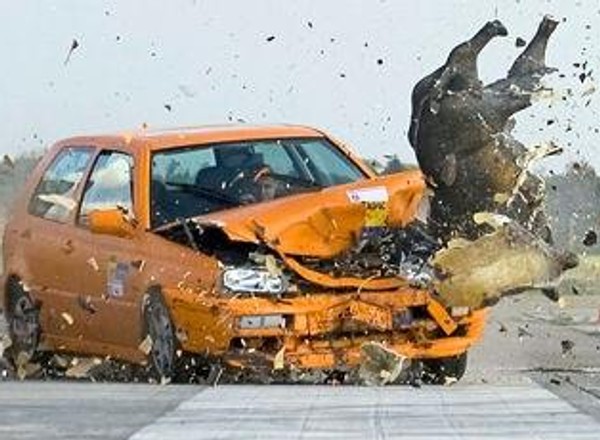 Wypadki ze zwierzętami: dziki, jelenie, sarny wychodzą na drogi