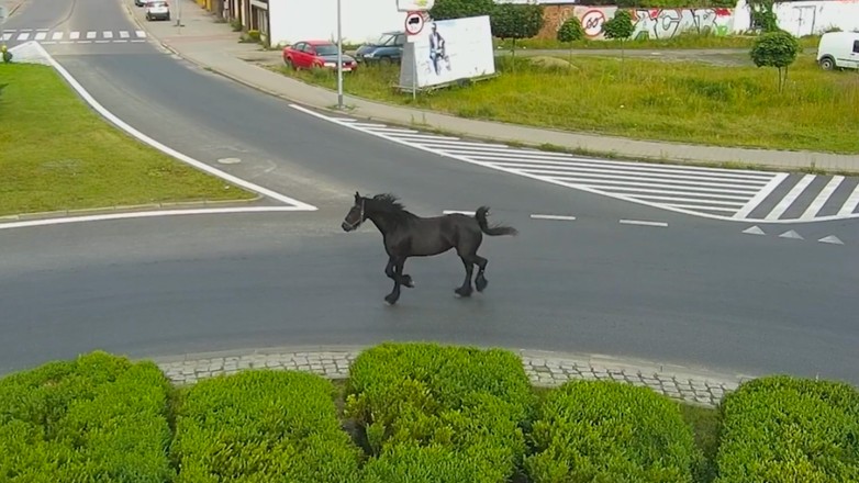 Koń na ulicach Szczecinka