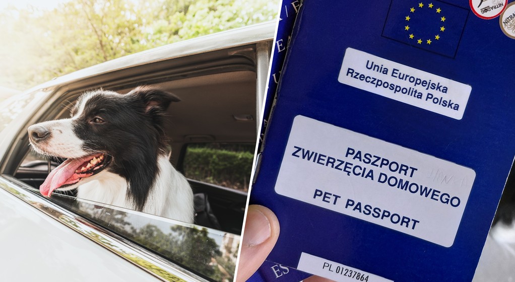 Wyjazd za granicę z psem? Bez paszporu nie ma co próbować!