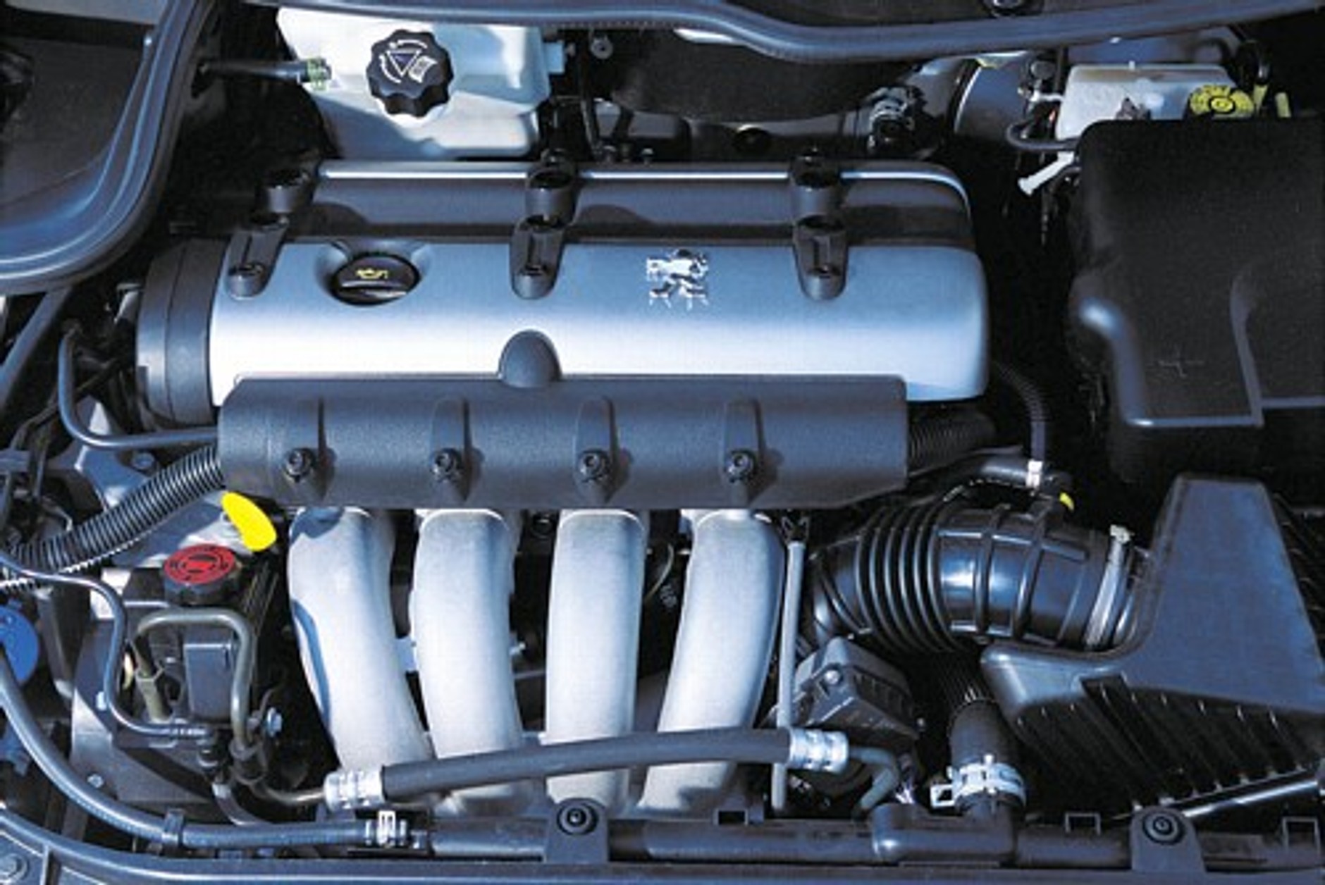 Lew w owczej skórze