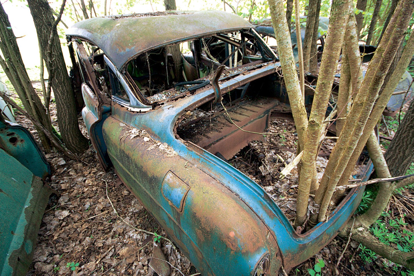 Drzewa nic nie robią sobie z dostojności Buicka Super