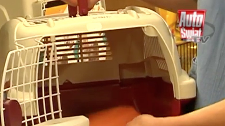 Podróż wraz z pupilem? Przygotuj go do jazdy!