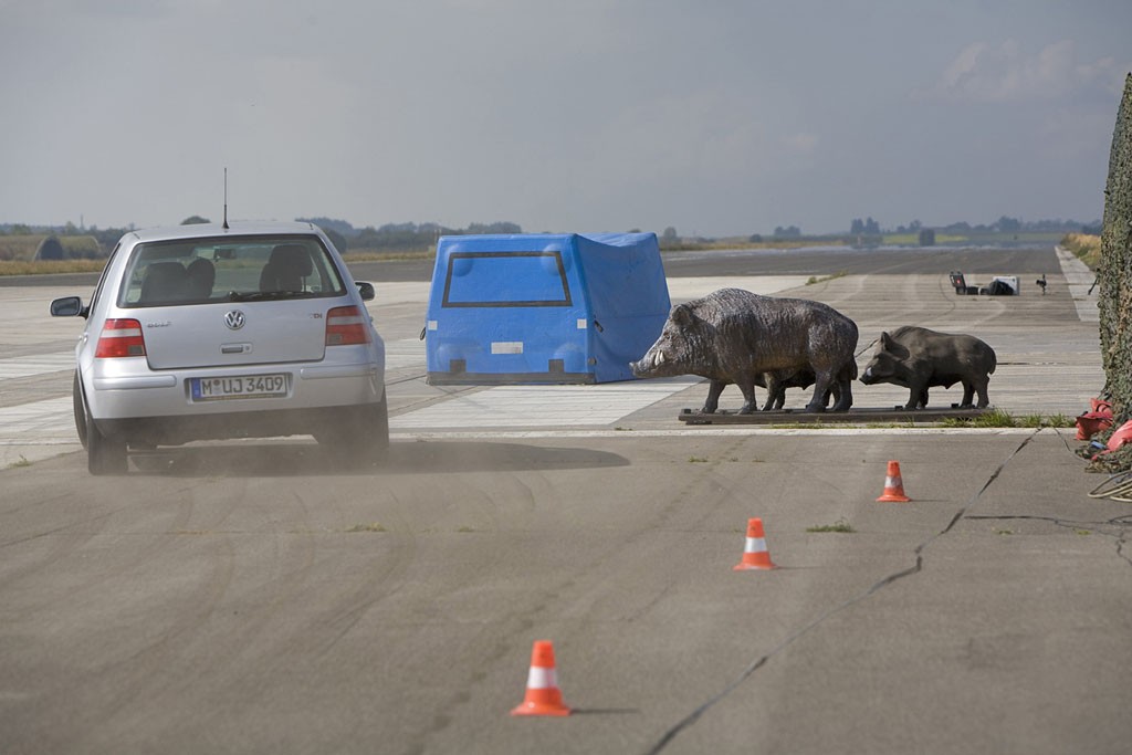 Zwierzę w starciu z autem