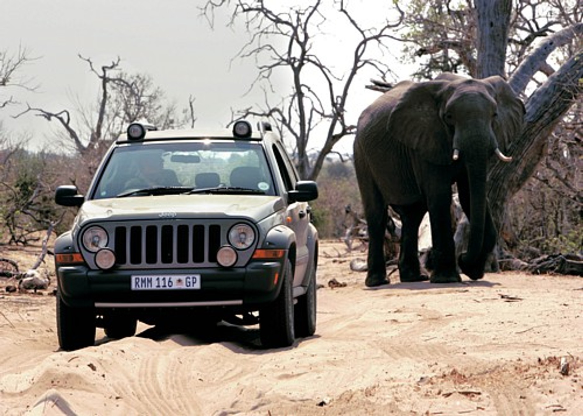 Indianin wśród słoni