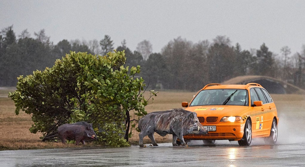 Kolizja ze zwierzęciem. Test ADAC z wykorzystaniem 180 kg manekinem dzika
